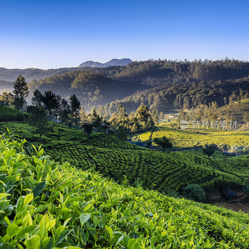 锡兰Nuwara Eliya茶园的清晨